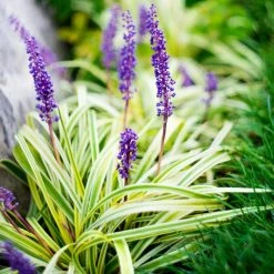 Top 10 ⭐ National Plant Network 4 in. Variegated Liriope Flowering Shrub With Purple Blooms - 6 Piece 😀