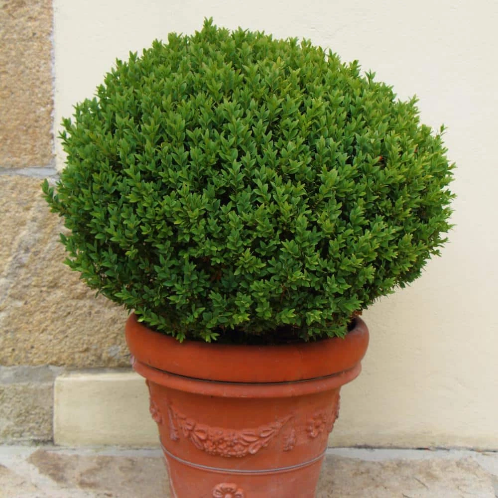 Outlet ⌛ National Plant Network 2.25 Gal. Boxwood Wintergreen Shrub 👏 - Image 4