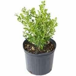 Outlet β National Plant Network 2.25 Gal. Boxwood Wintergreen Shrub π