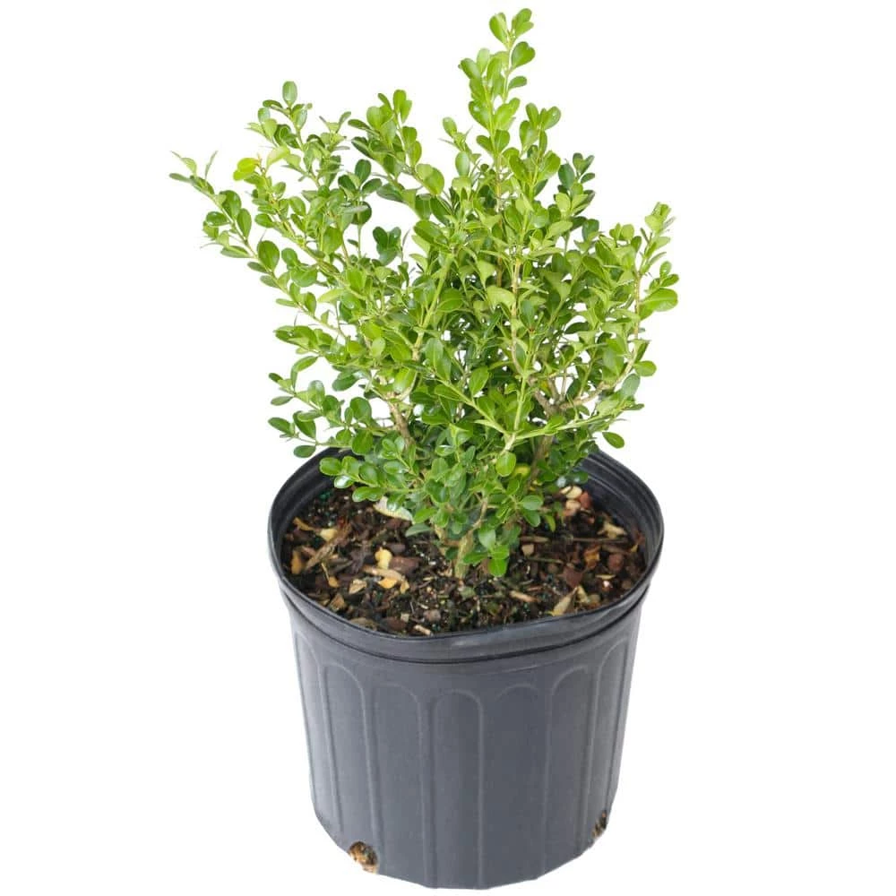 Outlet ⌛ National Plant Network 2.25 Gal. Boxwood Wintergreen Shrub 👏