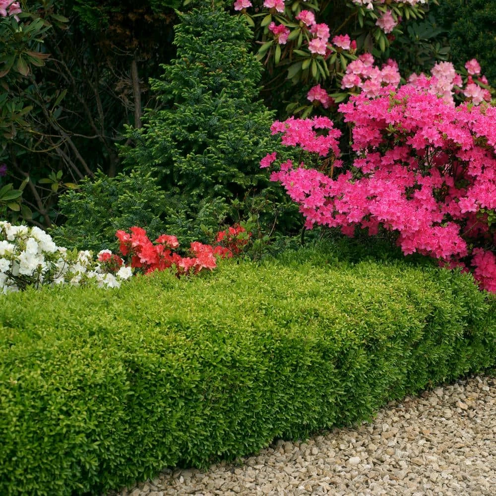 Outlet ⌛ National Plant Network 2.25 Gal. Boxwood Wintergreen Shrub 👏 - Image 3