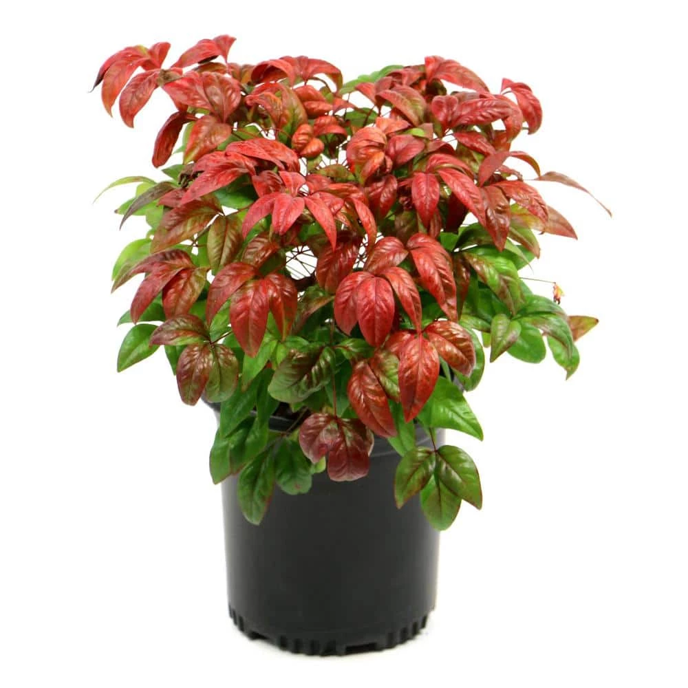 Flash Sale ๐ National Plant Network 2.25 Gal. Nandina Fire Power Shrub ๐ฅฐ