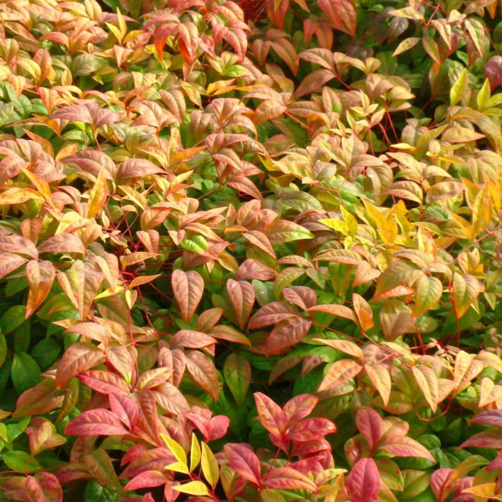 Flash Sale ๐ National Plant Network 2.25 Gal. Nandina Fire Power Shrub ๐ฅฐ - Image 2