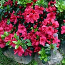 Coupon 🎉 National Plant Network 2.5 qt. Azalea Johanna Flowering Shrub with Red Blooms ❤️