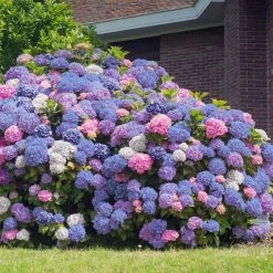 Discount 🛒 National Plant Network 2.5 Qt. 3-in-1 Hydrangea Shrub with White-Blue-Pink Flowers 🎁