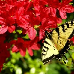 Top 10 💯 National Plant Network 2.25 Gal. Azalea Midnite Flare Flowering Shrub with Red Blooms 👏