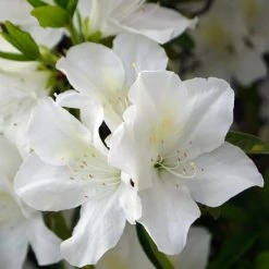 Flash Sale ✨ National Plant Network 2.25 Gal. Azalea Irish Creme Flowering Shrub with White Blooms 🔥
