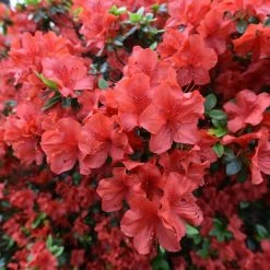 Discount 🎉 National Plant Network 2.25 Gal. Azalea Amagasa Flowering Shrub with Red Blooms 😉