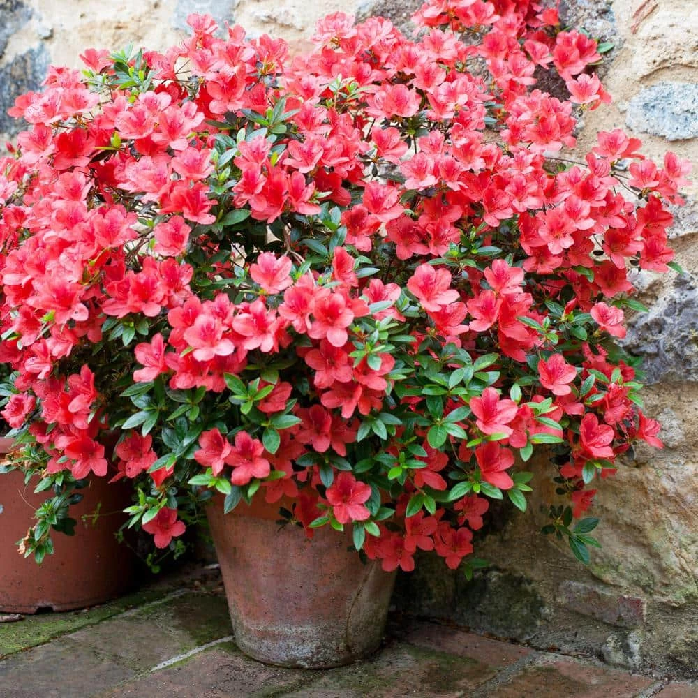 Discount ๐ National Plant Network 2.25 Gal. Azalea Amagasa Flowering Shrub with Red Blooms ๐ - Image 3