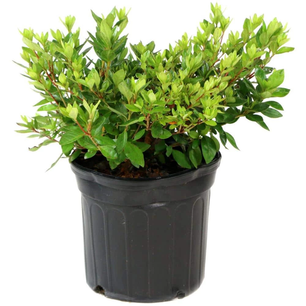 Discount ๐ National Plant Network 2.25 Gal. Azalea Amagasa Flowering Shrub with Red Blooms ๐ - Image 2