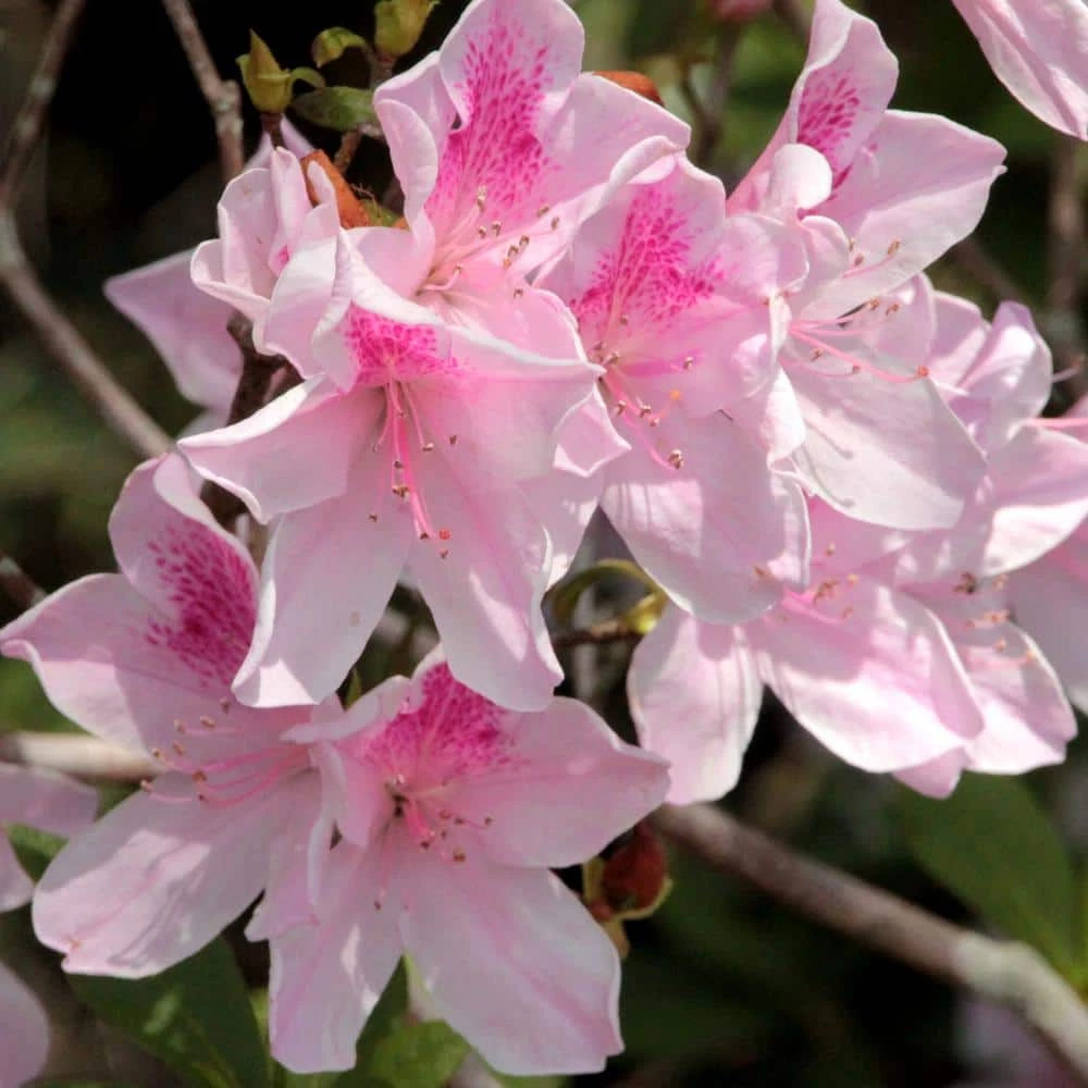 Best Pirce 😀 National Plant Network 2.25 Gal. Azalea George L. Tabor Flowering Shrub with White and Pink Blooms ✔️