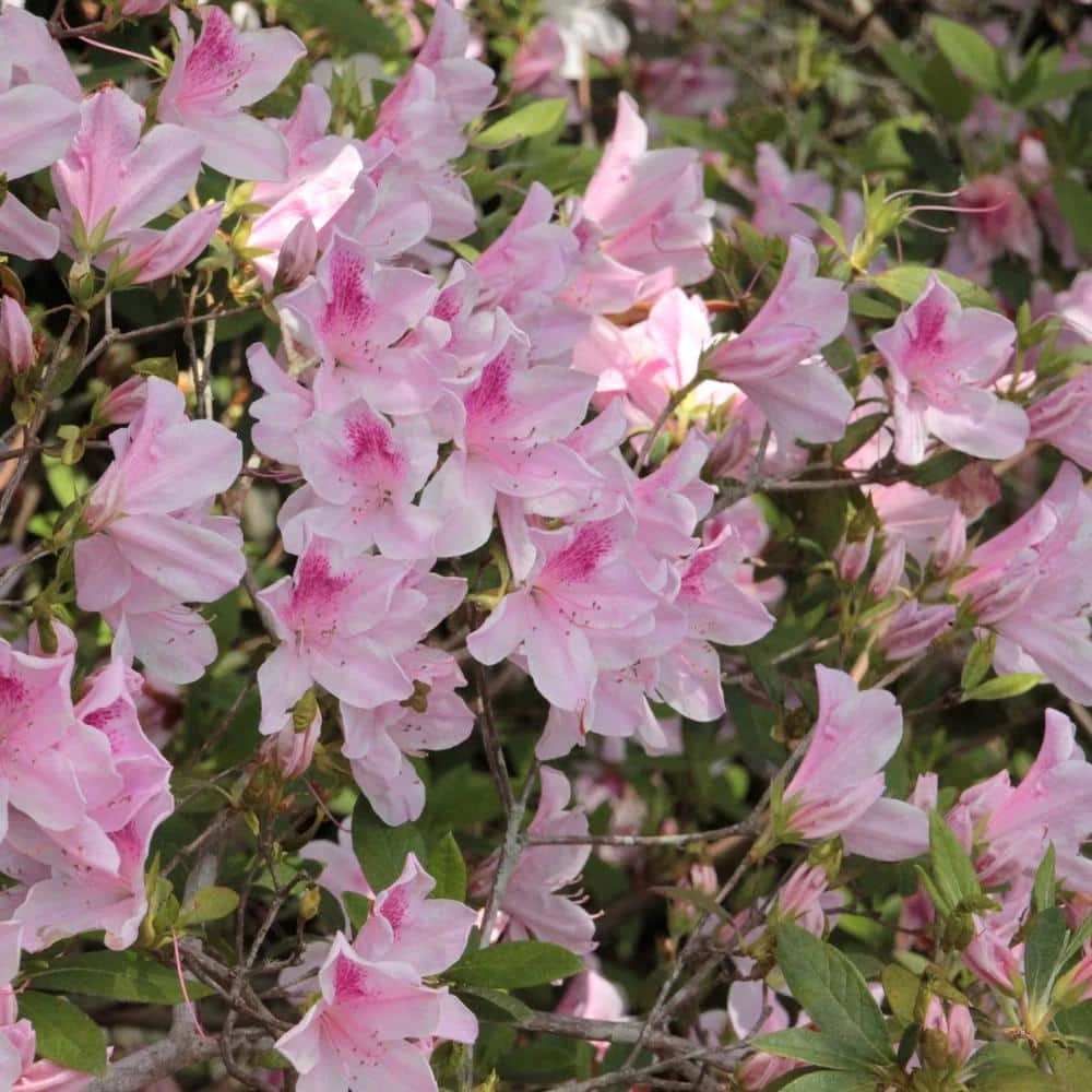 Best Pirce 😀 National Plant Network 2.25 Gal. Azalea George L. Tabor Flowering Shrub with White and Pink Blooms ✔️ - Image 3