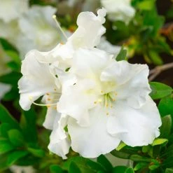 Budget 🔥 National Plant Network 2.25 Gal. Azalea Gumpo White Flowering Shrub with White Blooms 🎁