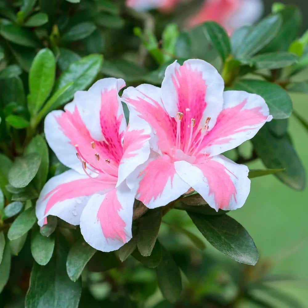 Top 10 ✔️ National Plant Network 2.25 Gal. Azalea Conversation Piece Flowering Shrub with Pink Blooms ⌛ - Image 4