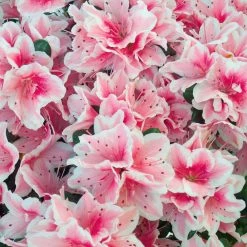 Top 10 ✔️ National Plant Network 2.25 Gal. Azalea Conversation Piece Flowering Shrub with Pink Blooms ⌛