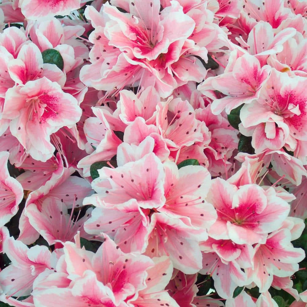 Top 10 ✔️ National Plant Network 2.25 Gal. Azalea Conversation Piece Flowering Shrub with Pink Blooms ⌛