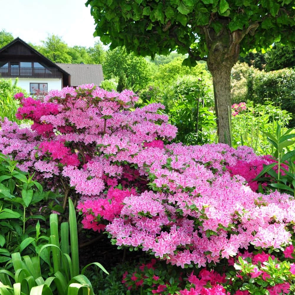 Top 10 ✔️ National Plant Network 2.25 Gal. Azalea Conversation Piece Flowering Shrub with Pink Blooms ⌛ - Image 3