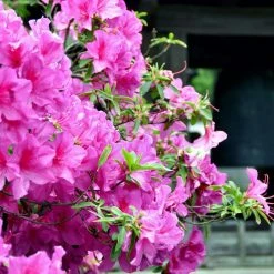 Best deal 🌟 National Plant Network 2.25 Gal. Azalea Karen's Flowering Shrub with Purple Blooms 🎁