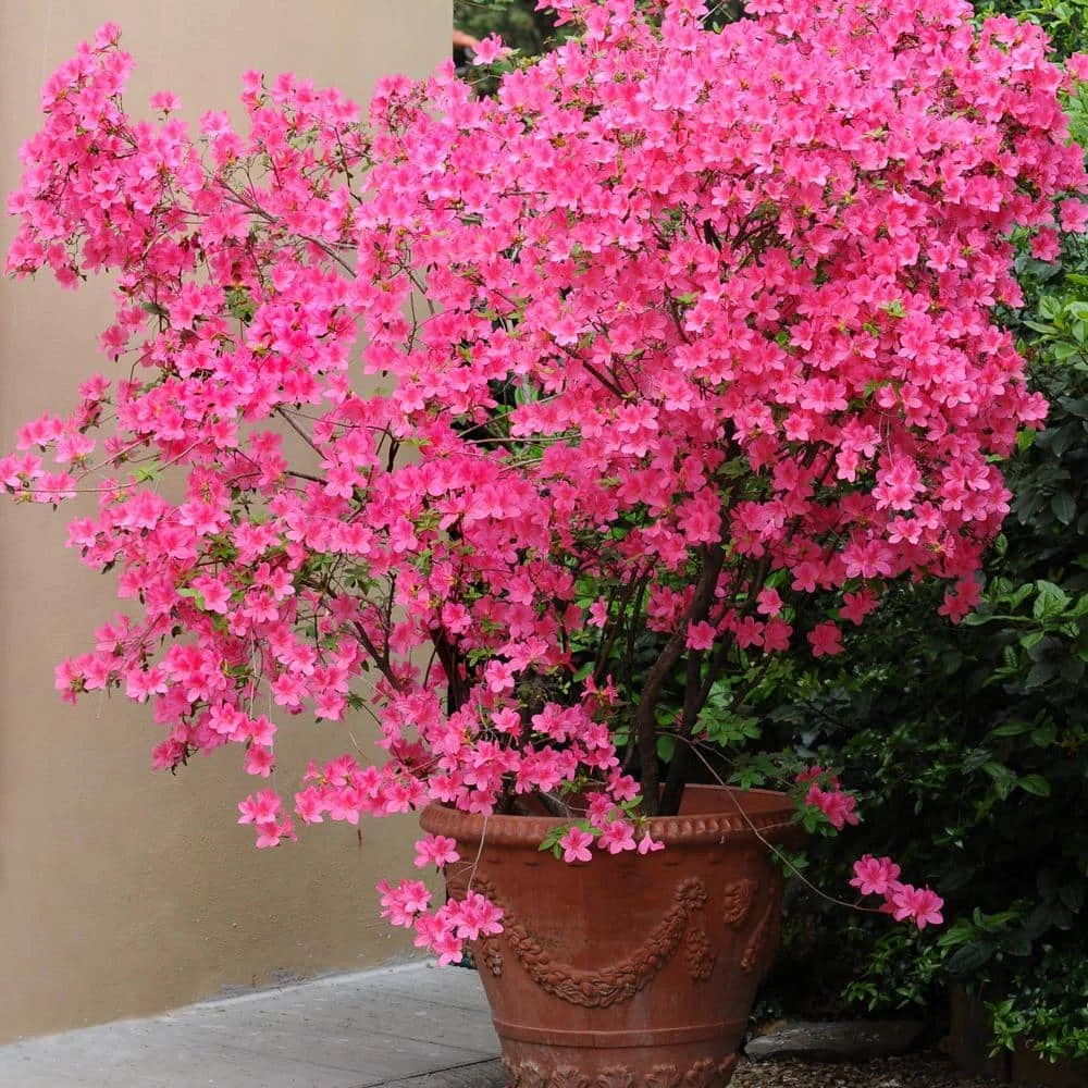 Wholesale โญ National Plant Network 2.25 Gal. Azalea Nuccios Wild Cherry Flowering Shrub with Red Blooms ๐ - Image 3