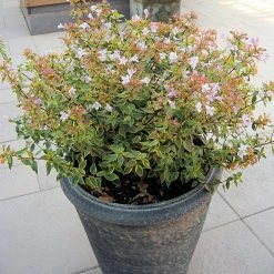 Best Sale 👍 National Plant Network 2.25 Gal. Abelia Francis Mason Flowering Shrub with White Blooms 🔥