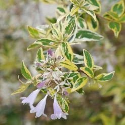 Best reviews of ✨ National Plant Network 2.25 Gal. Abelia Hopleys Flowering Shrub with Pink Blooms 🛒