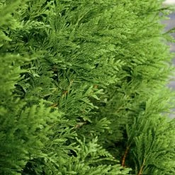 Best Pirce 🔥 National Plant Network 2.25 Gal. Arborvitae Green Giant Shrub 😍