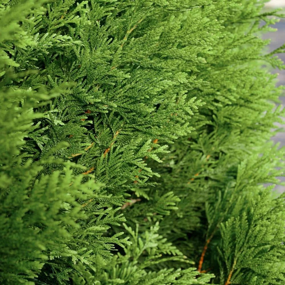 Best Pirce ๐ฅ National Plant Network 2.25 Gal. Arborvitae Green Giant Shrub ๐
