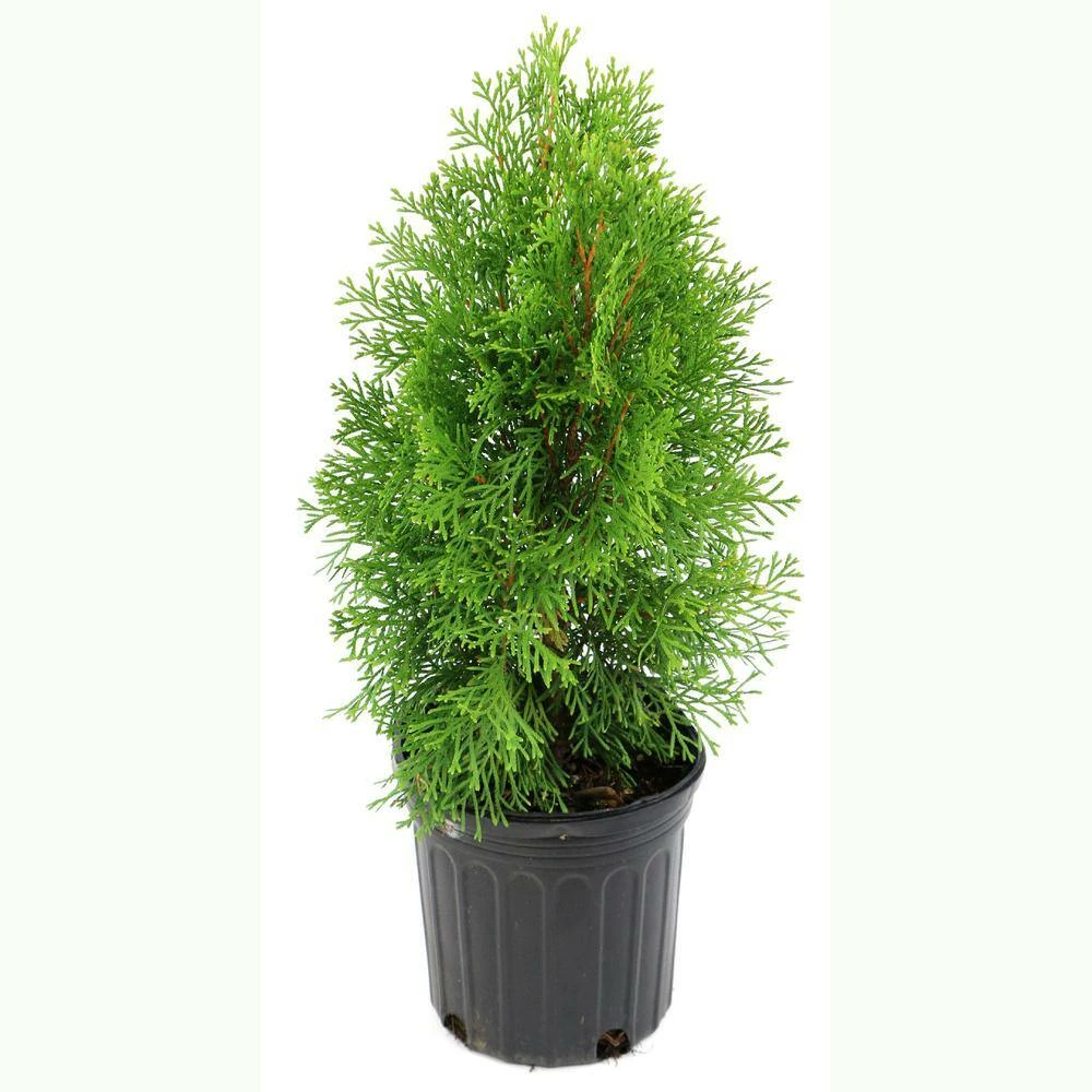 Best Pirce ๐ฅ National Plant Network 2.25 Gal. Arborvitae Green Giant Shrub ๐ - Image 2