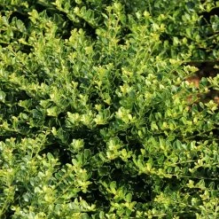 Promo ⌛ National Plant Network 2.25 Gal. Holly Compacta Shrub 🎉