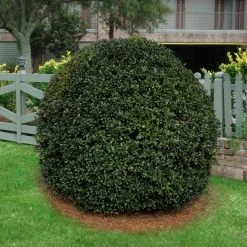 Deals 🔔 National Plant Network 2.25 Gal. Holly Nellie R. Stevens Shrub ✨