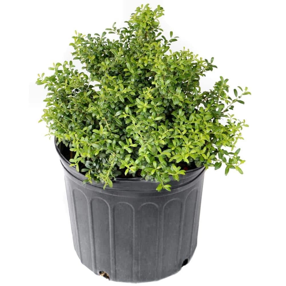 Buy ✔️ National Plant Network 2.25 Gal. Holly Soft Touch Shrub ✔️