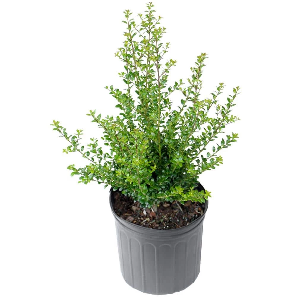 Flash Sale ๐คฉ National Plant Network 2.25 Gal. Steeds Holly Shrub ๐