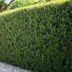 Brand new 🔔 National Plant Network 2.25 Gal. Holly Dwarf Burford Shrub 🎁