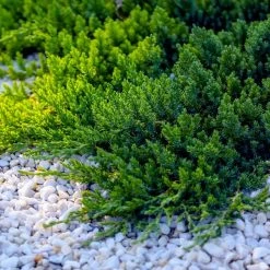 Best Sale 😀 National Plant Network 2.25 Gal. Juniper Blue Pacific Shrub 🎉