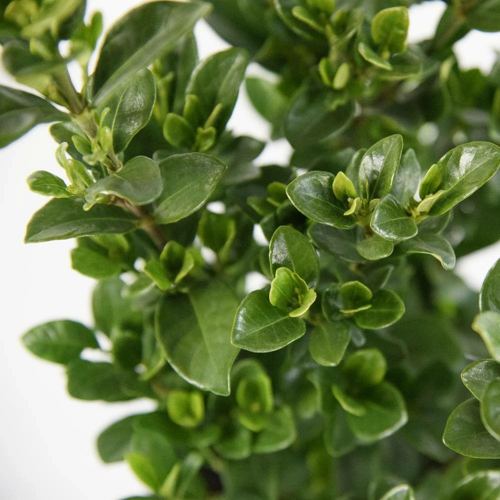 Deals ๐ National Plant Network 2.25 Gal. Daisy Gardenia Plant White Blooms ๐ - Image 2