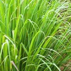 Flash Sale 𧨠National Plant Network Lemon Grass Plant (4-Piece) π―