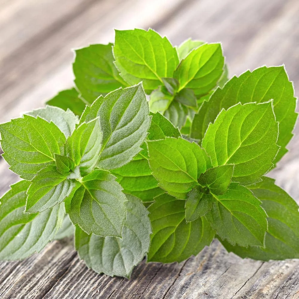 Hot Sale 👏 National Plant Network 4 in. Peppermint Herb Plant (3-Piece) ⌛ - Image 2