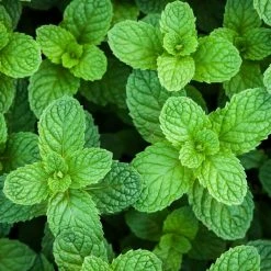 Best reviews of 👏 National Plant Network 4 in. Spearmint Herb Plant (3-Piece) 🎁