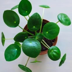 Best deal 😍 National Plant Network 4 In. Chinese Money Plant Pilea Plant in Grower Pot - 4 Piece 🧨