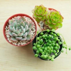 Outlet π National Plant Network 4 In. String of Pearls Senecio Plant in Grower Pot - 4 Piece π₯°
