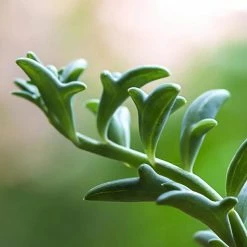 Buy 🔥 National Plant Network 4 In. String of Dolphins Senecio Plant in Grower Pot - 4 Piece ✔️